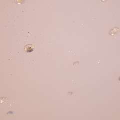 Накладной светильник ARTE Lamp A2681PL-72WH