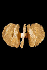 Бра Fluorite FL1094-3W